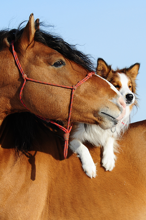Diathermie Tiere