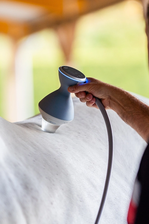 Stoßwellentherapie Veterinärmedizin