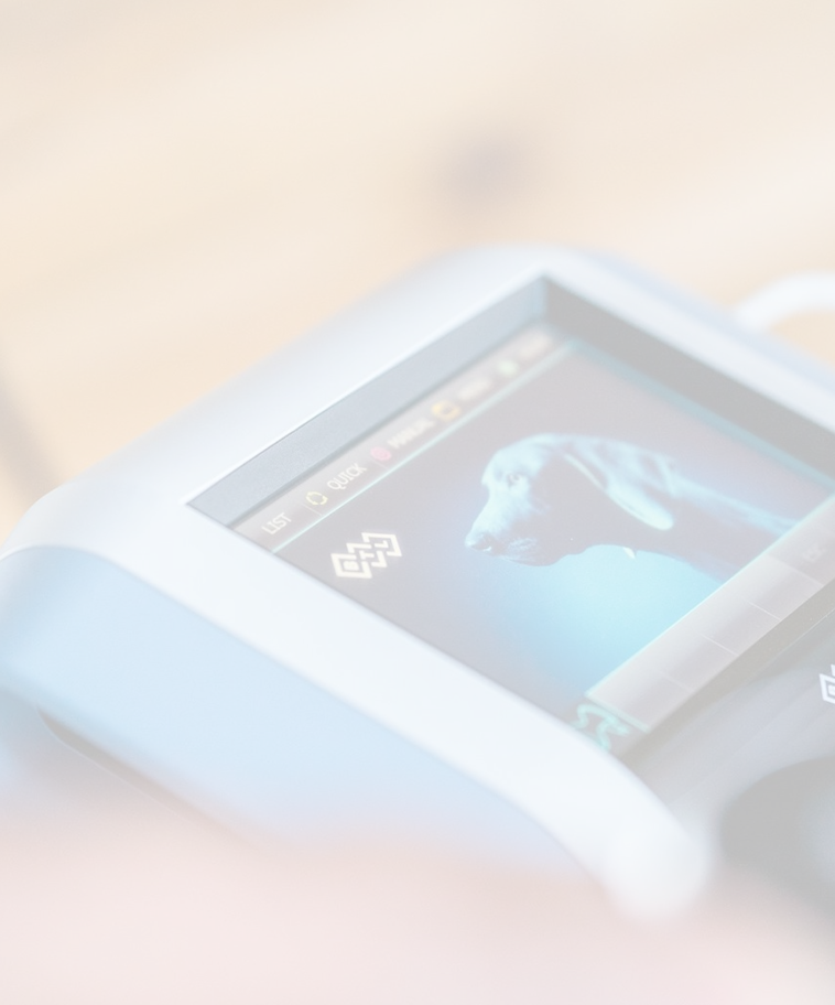 Radiale Stoßwellentherapie in der Veterinärmedizin