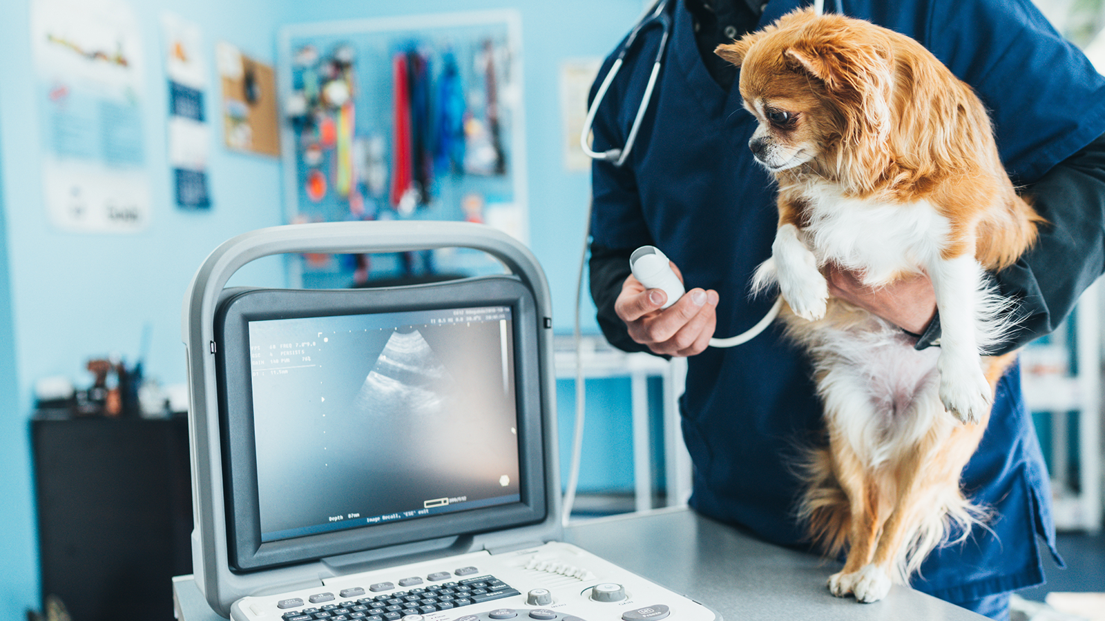 Diagnostischer-Ultraschall-in-der-Veterinärmedizin-–-Präzise-Diagnostik-für-eine-optimale-Behandlung