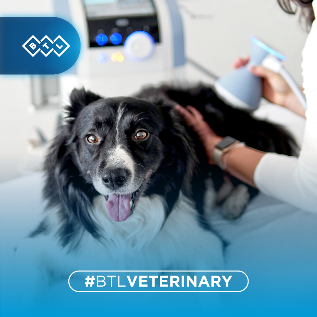 Fokussierte Stoßwellentherapie Hund