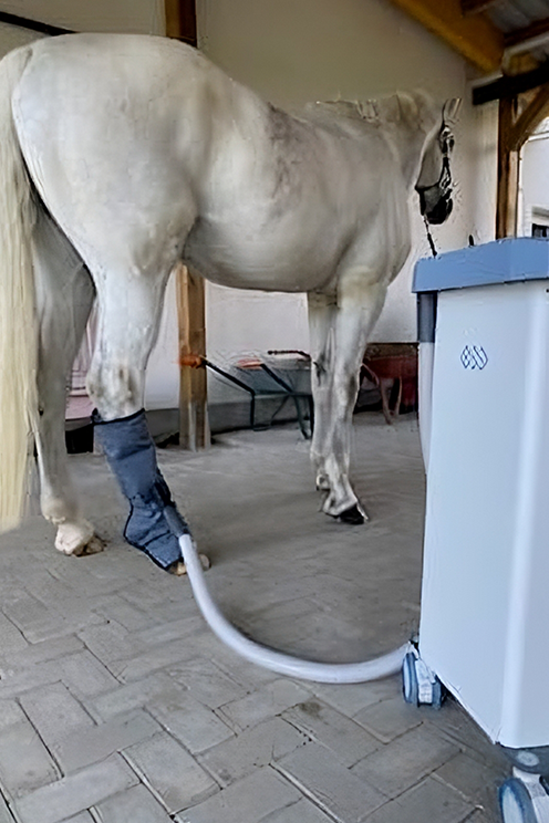 Kryotherapie beim Pferd