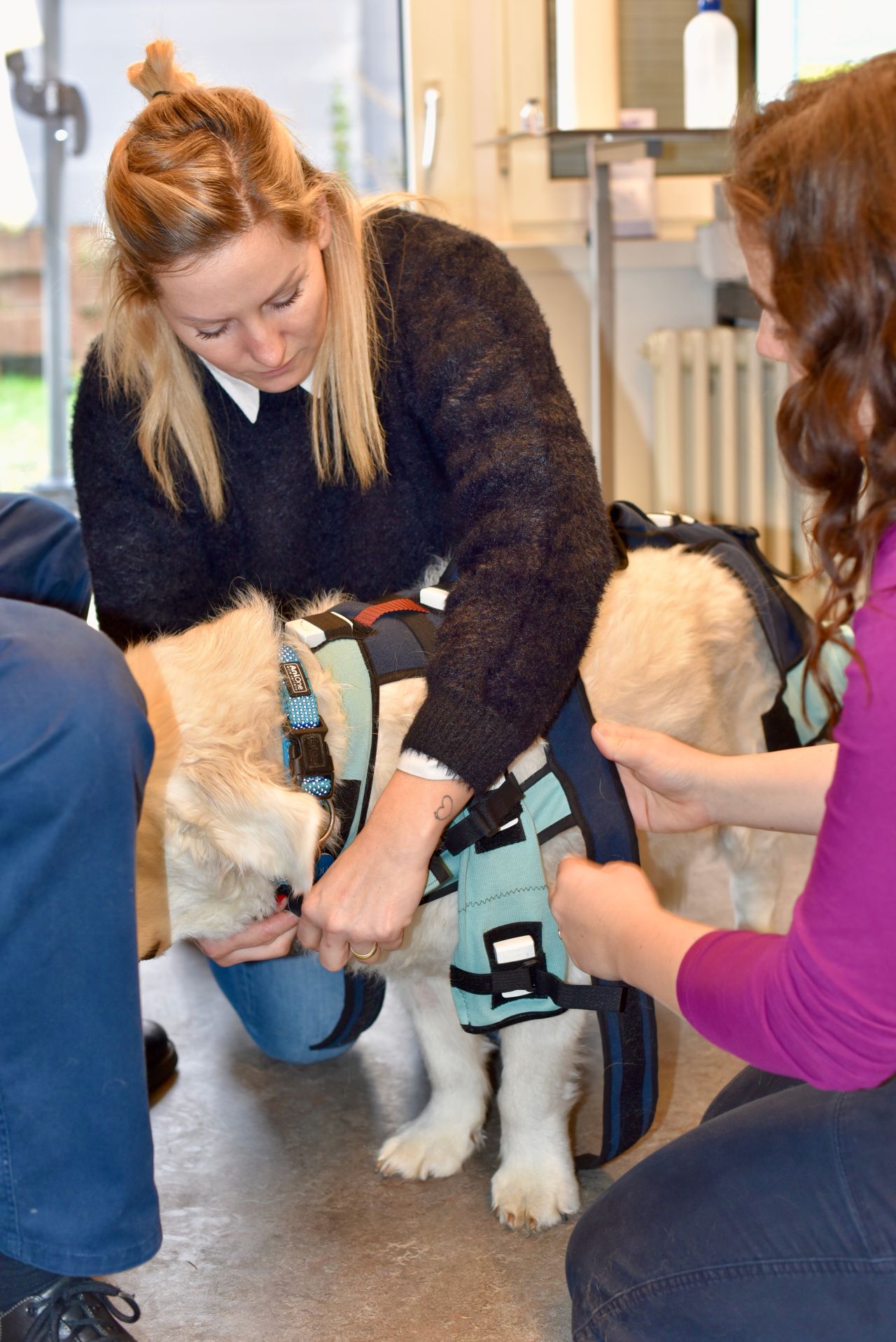 Bewegungsanalyse Hund Laufanalyse