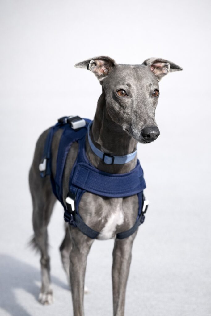 Bewegungsanalyse Hund