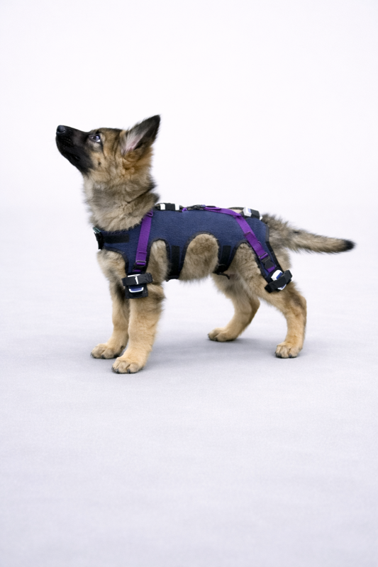 Bewegungsanalyse Tierarzt