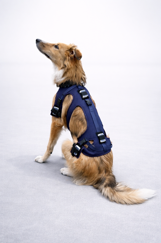 Ganganalyse Tiermedizin