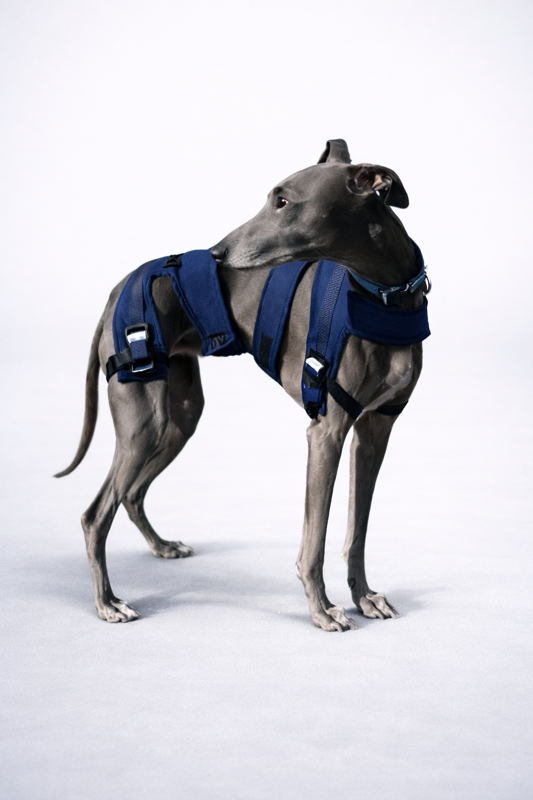 Lahmheitsdiagnostik Hund