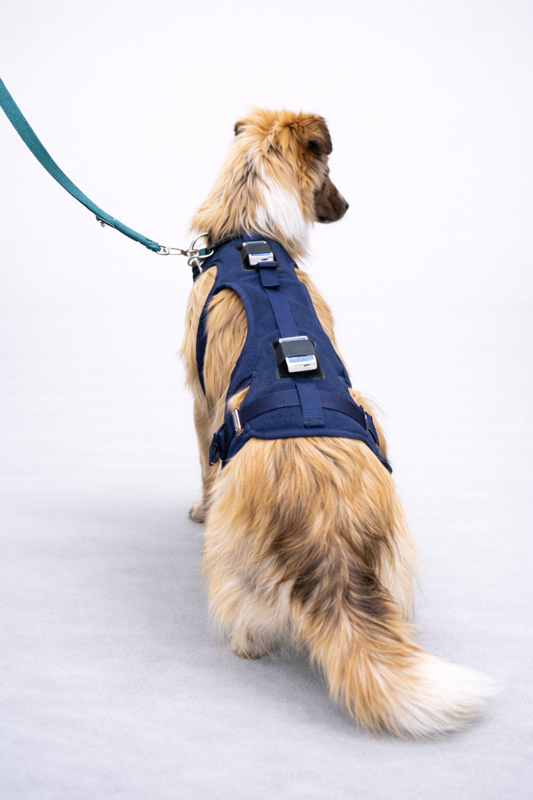 orthopädische Untersuchung Hund Bewegung